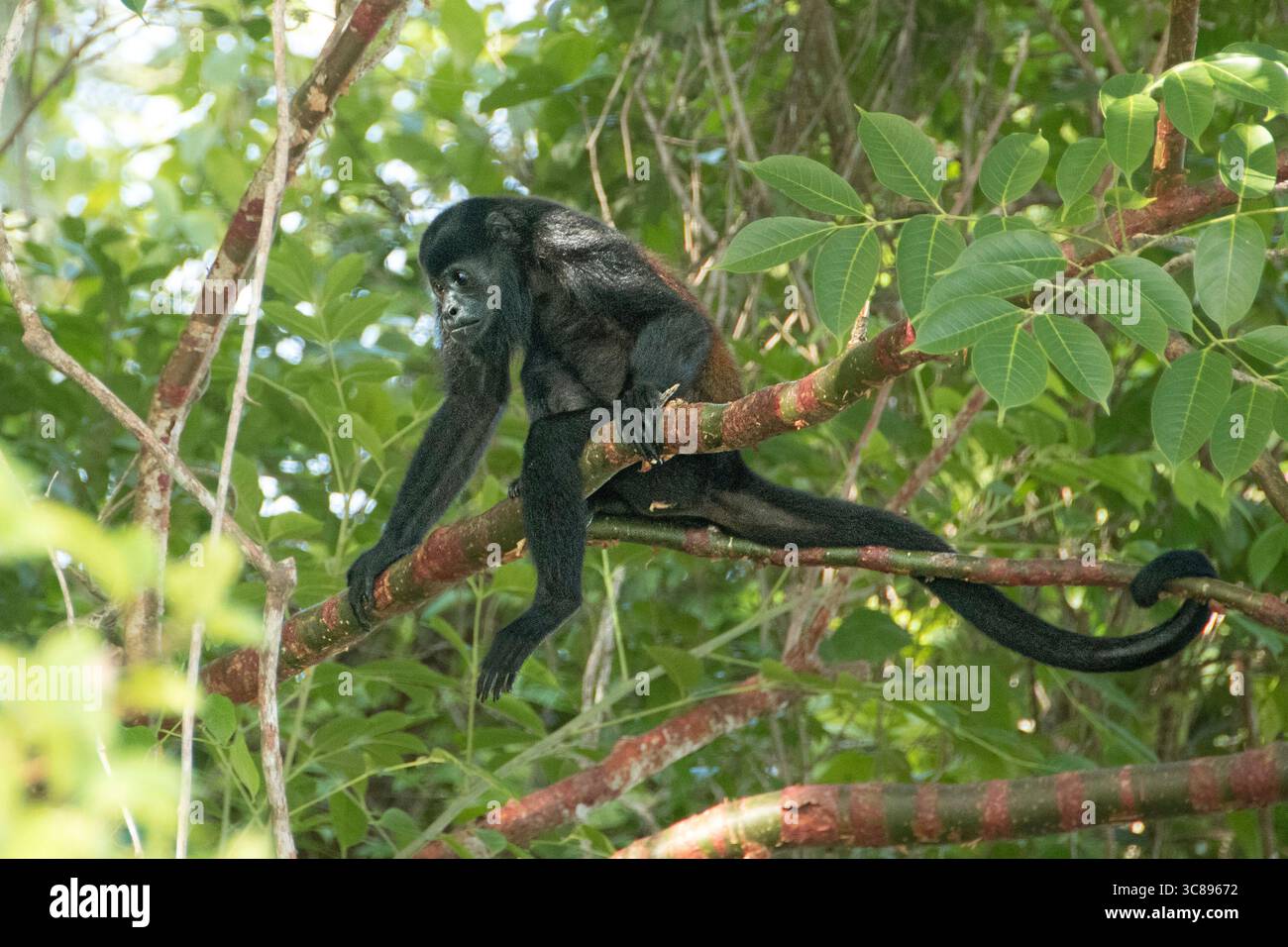 Scimmia ulululatrice nella foresta vicino al lago Gatun Foto Stock