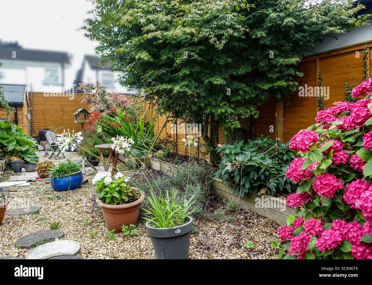 Giardino suburbano ben tenuto con piante in vaso, ortensie, area di decking, sentiero di ghiaia e albero d'acero giapponese accanto al recinto di legno. Estate. Foto Stock