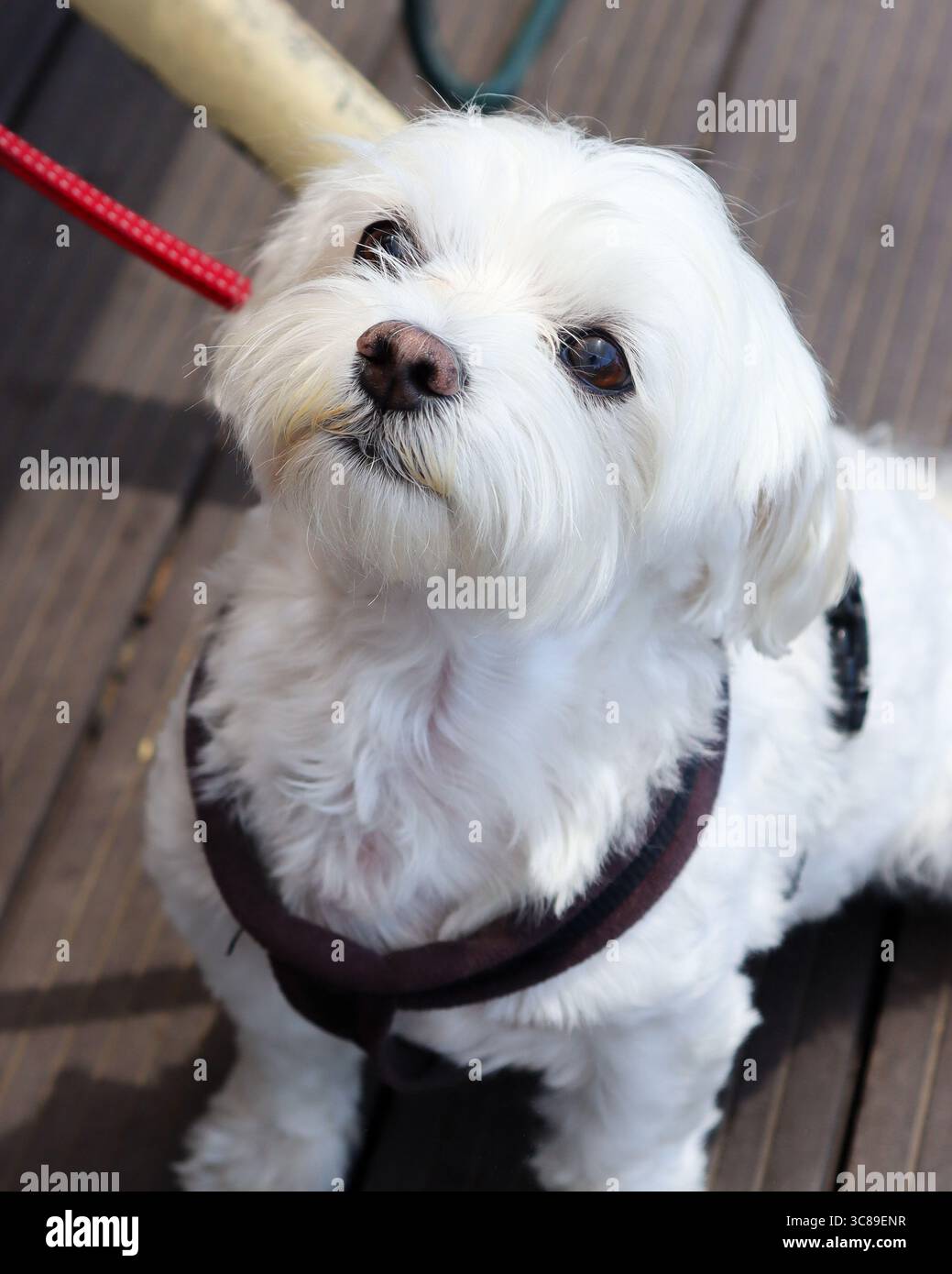 Cane maltese peloso bianco, occhielli dolci neri e naso nero Foto Stock