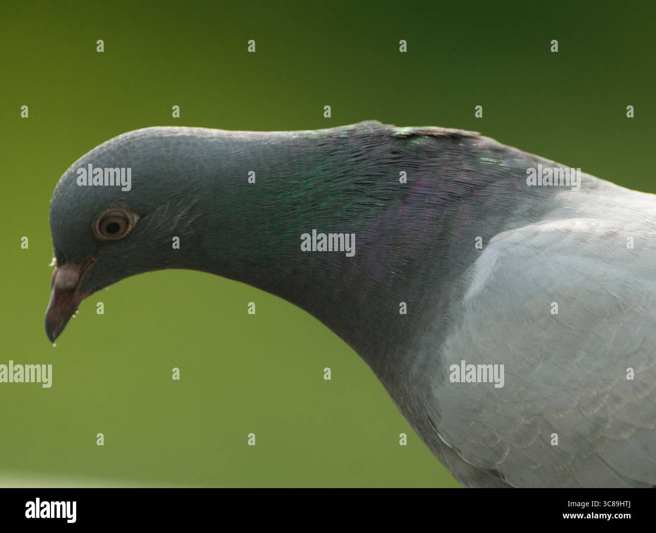 Un piccione si affaccia sul fiume Schuylkill da un'altura sul ponte Strawberry Mansion. Foto Stock