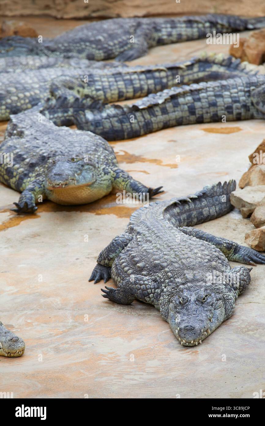 Coccodrilli in cattività in una casa di rettili Foto Stock