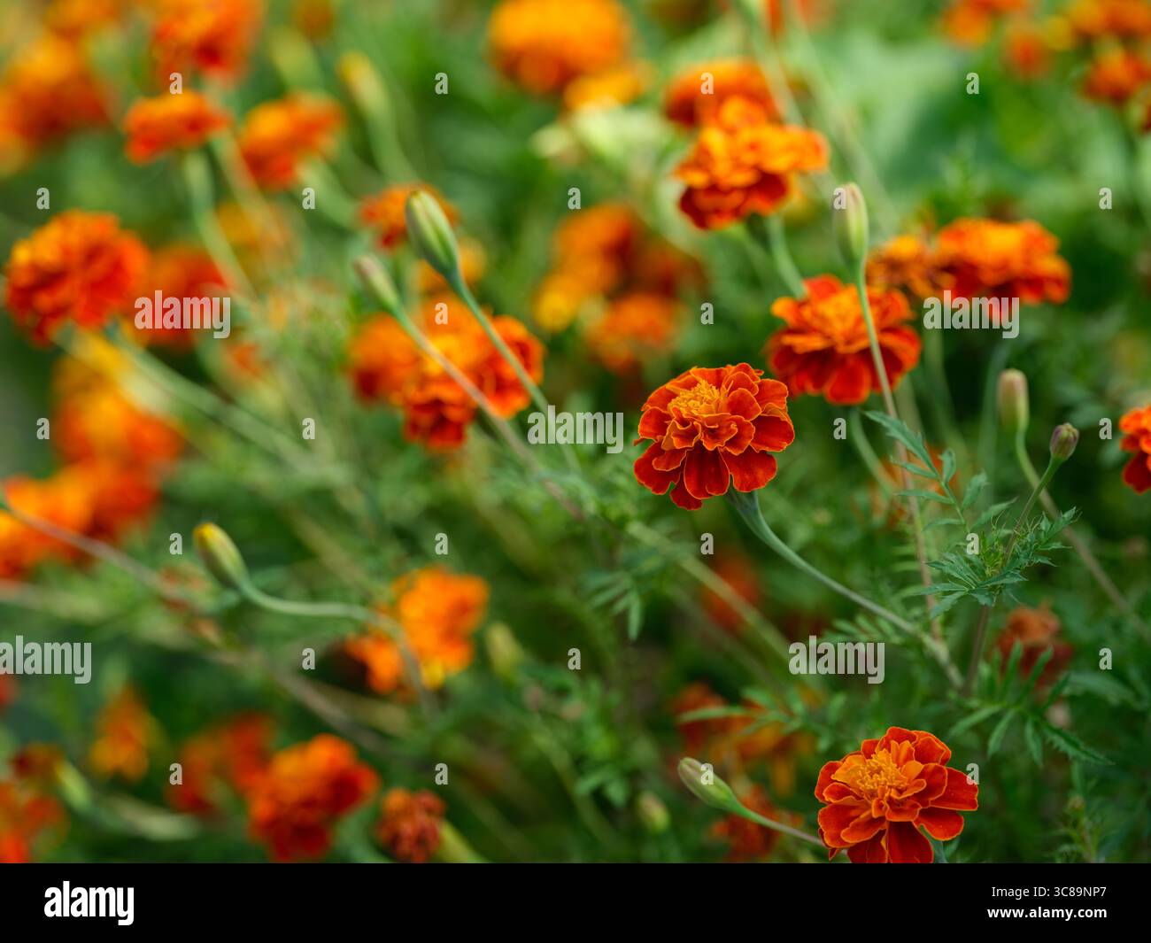 Fiori di Marigold che crescono in un campo. Primo piano. Foto Stock