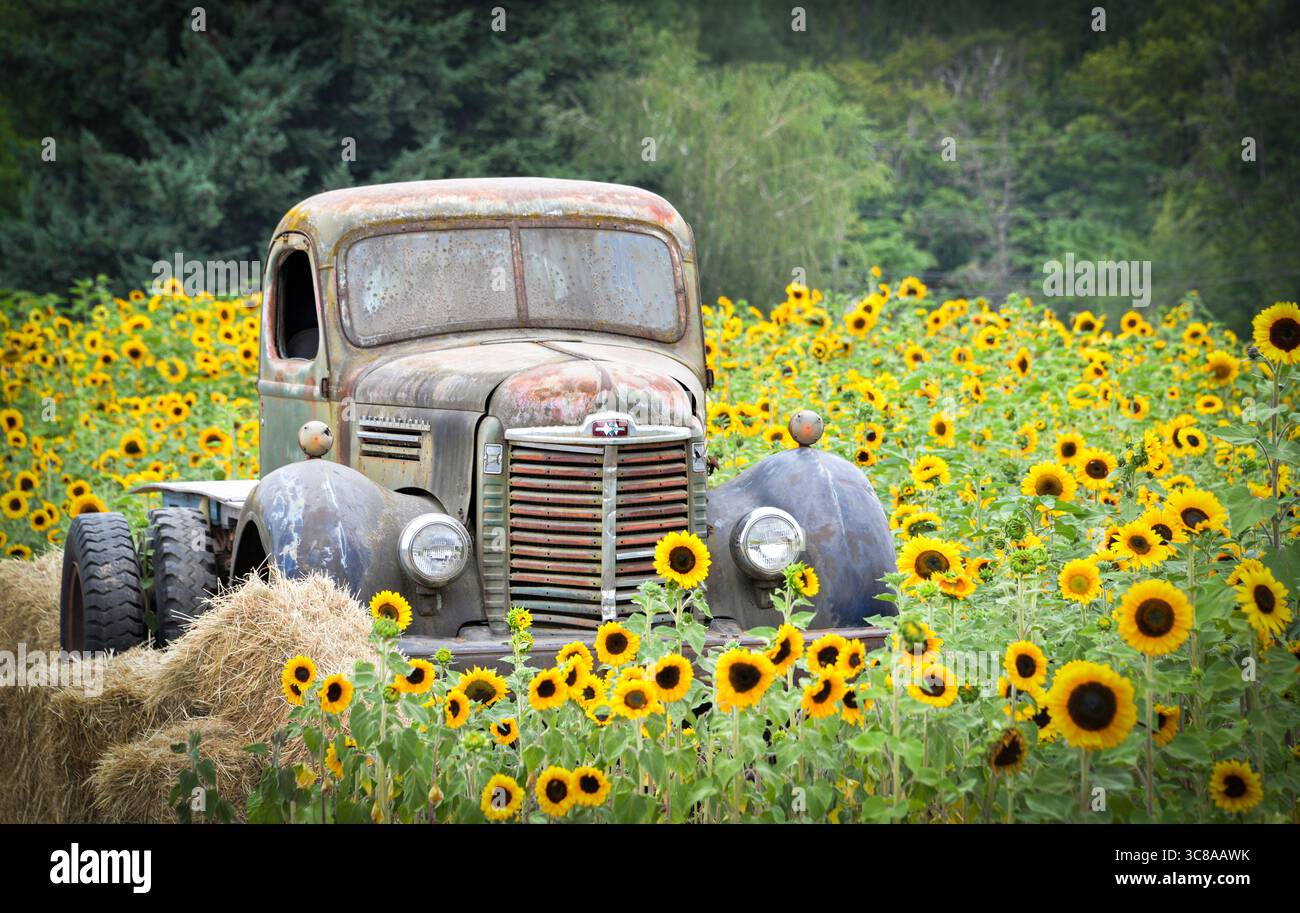 Camion internazionale abbandonato in un campo pieno di girasoli Foto Stock