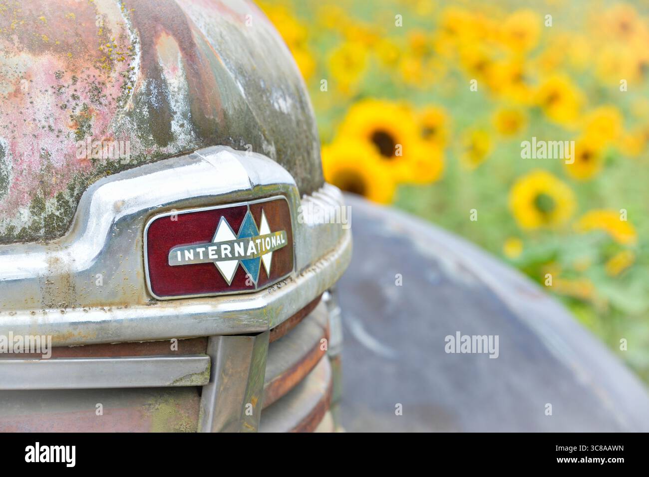 Camion internazionale abbandonato in un campo pieno di girasoli Foto Stock