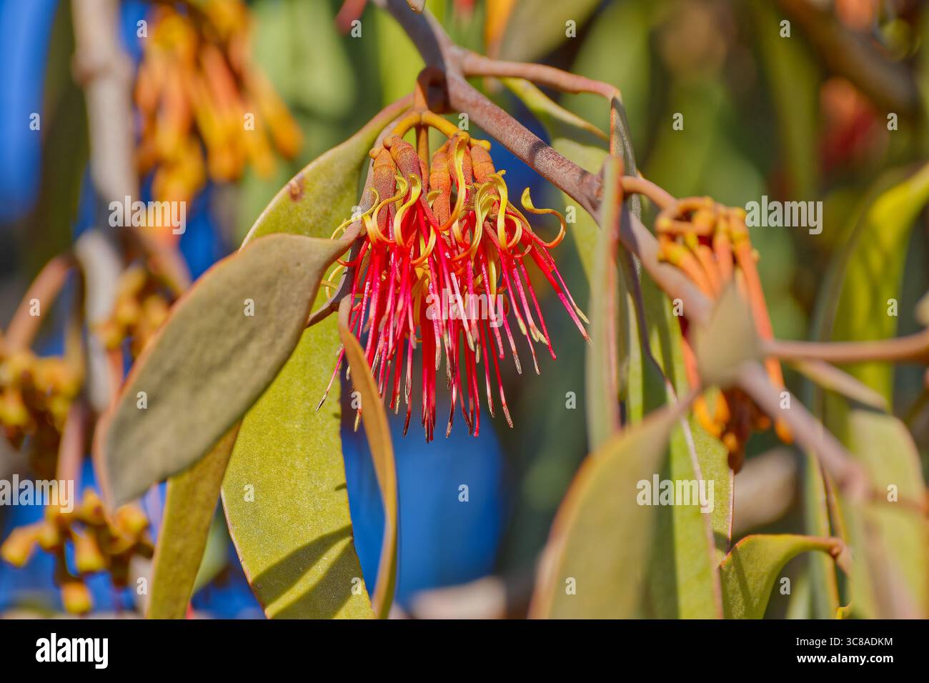 Immagine ravvicinata del fiore rosso del torbido (Amyema pendula subspecies pendula pendula) al sole presso il parco regionale di Yangs, Victoria Foto Stock