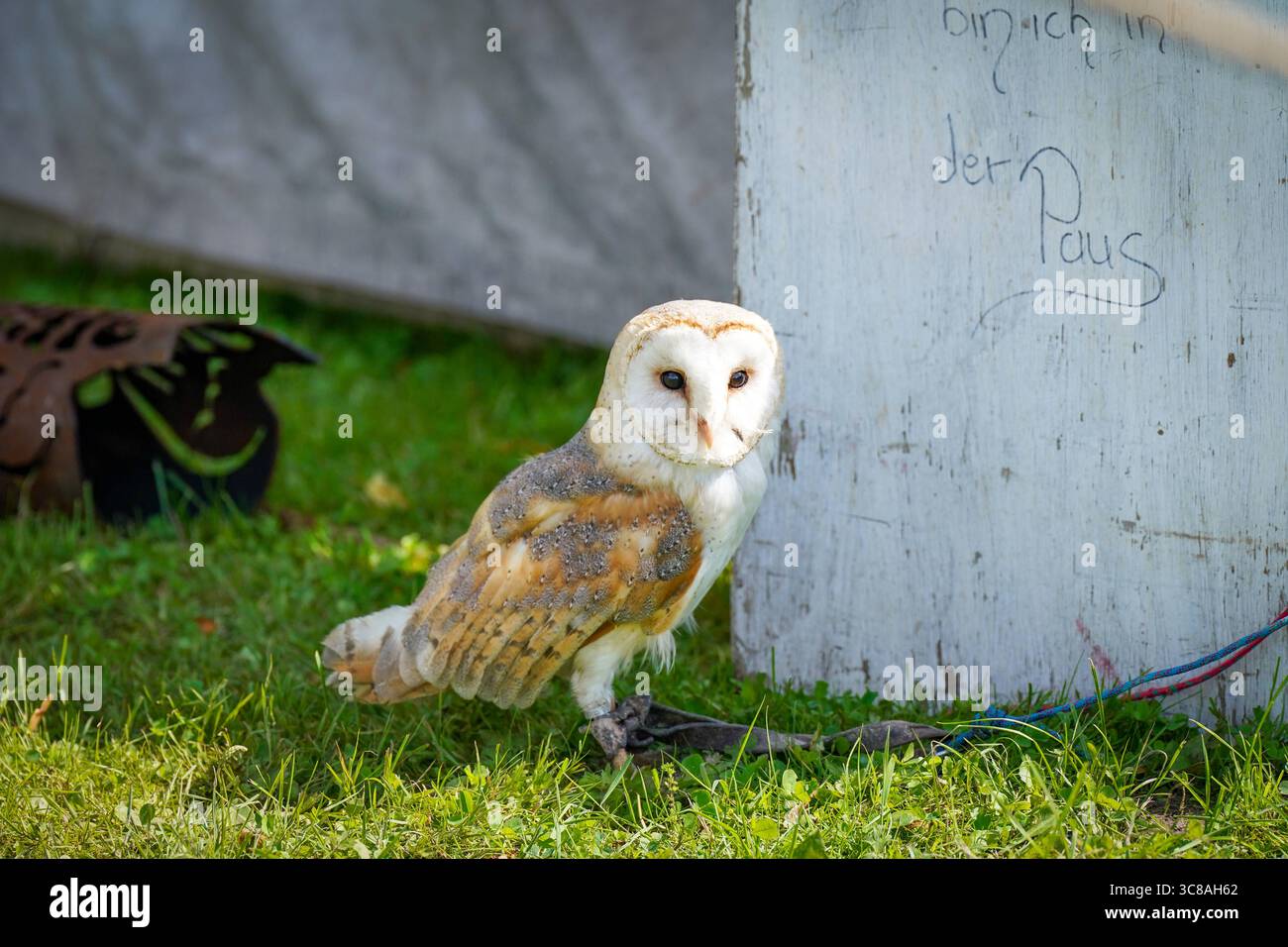 Deutschland, Dornum, Niedersachsen, Europa: Ritterfest am Wasserschloss, Schleiereule bei Falknershow, Greifvogelvorführung, Mittelaltermarkt, Tiertraining, Naturerlebnis, Wildtierbeobachtung, Tourismus-Event, Outdoor-Veranstaltung, regionale Tradition, Sommerfest, Familienunterhaltung, Tierpräsentation. *** Germania, Dornum, bassa Sassonia, Europa Ritterfest am Wasserschloss, baraccopoli allo spettacolo di falconeria, dimostrazione di rapaci, mercato medievale, addestramento degli animali, esperienza naturalistica, osservazione della fauna selvatica, evento turistico, evento all'aperto, tradizione regionale, festival estivo, intrattenimento per famiglie, animale Foto Stock