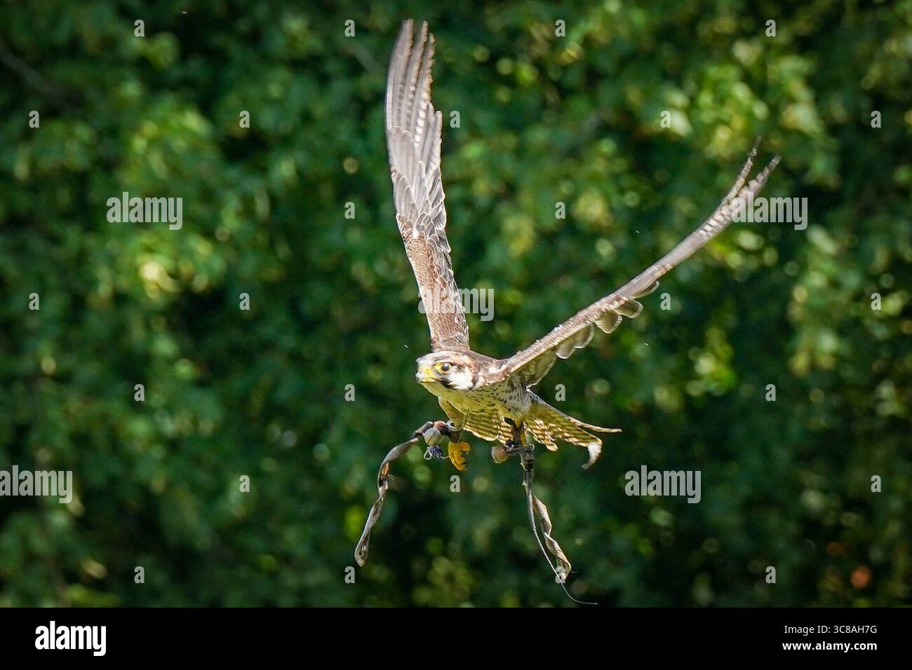Deutschland, Dornum, Niedersachsen, Europa: Ritterfest am Wasserschloss, Falke im Flug, Falknershow, Greifvogelvorführung, Mittelaltermarkt, Naturerlebnis, Tiertraining, Wildtierbeobachtung, Outdoor-Event, Tourismusattraktion, Sommerveranstaltung, historische Tradition, Familienunterhaltung. *** Germania, Dornum, bassa Sassonia, Europa Ritterfest am Wasserschloss, falco in volo, spettacolo di falconeria, dimostrazione di uccelli rapaci, mercato medievale, esperienza naturalistica, addestramento degli animali, osservazione della fauna selvatica, evento all'aperto, attrazione turistica, evento estivo, tradizione storica, intrattenimento per famiglie Copyrig Foto Stock