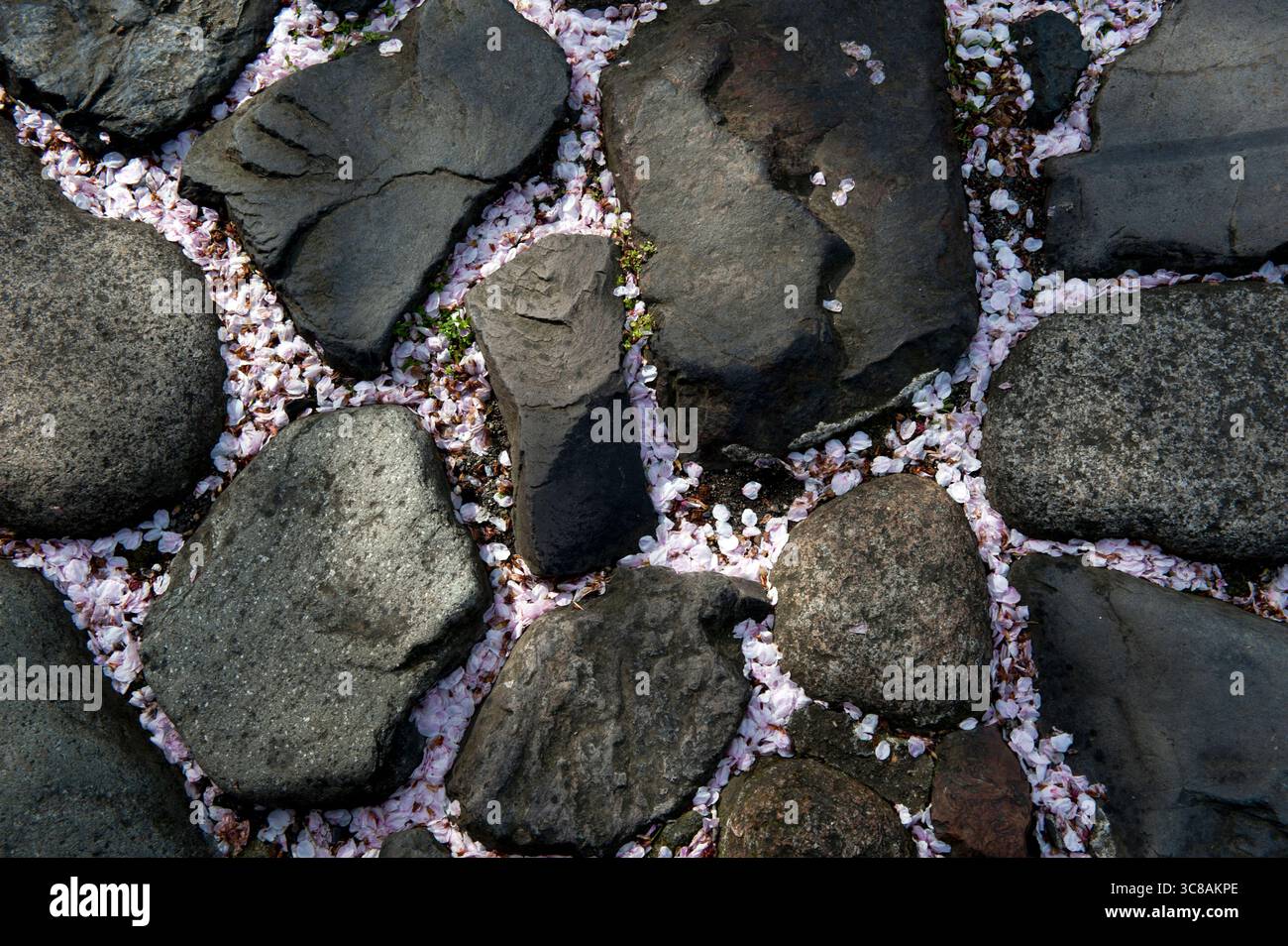 I pedali giapponesi in fiore dei ciliegi caduti tingono il terreno intorno a una passerella in pietra rosa che ricorda l'impermanenza della delicata bellezza della natura, il Giappone. Foto Stock