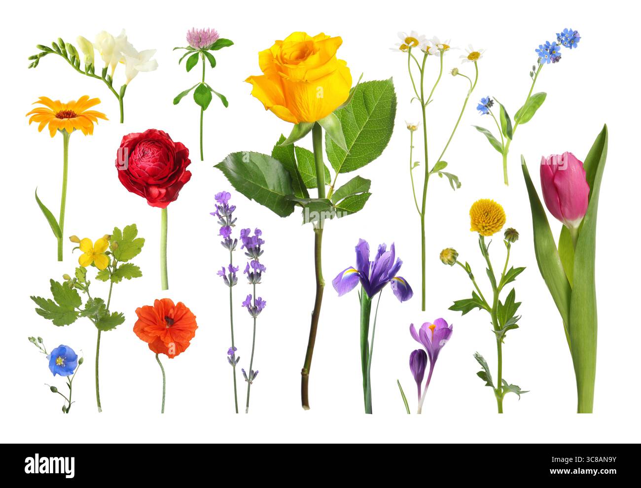 Diversi bellissimi fiori isolati su bianco, set Foto Stock