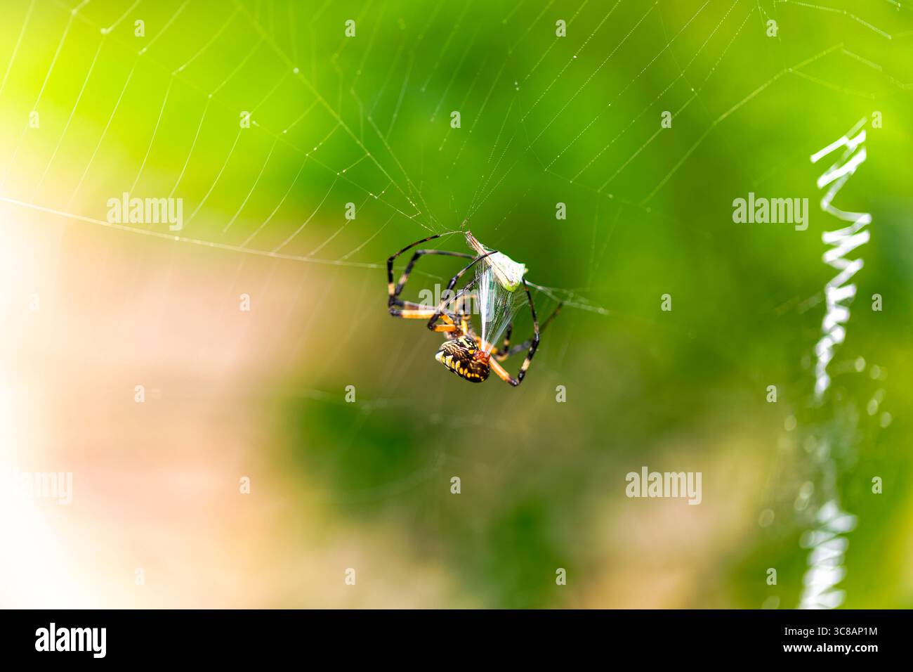 Ragno giallo (Argiope aurantia) filato di seta in un primo piano dinamico che mostra il comportamento di costruzione del web. Foto Stock