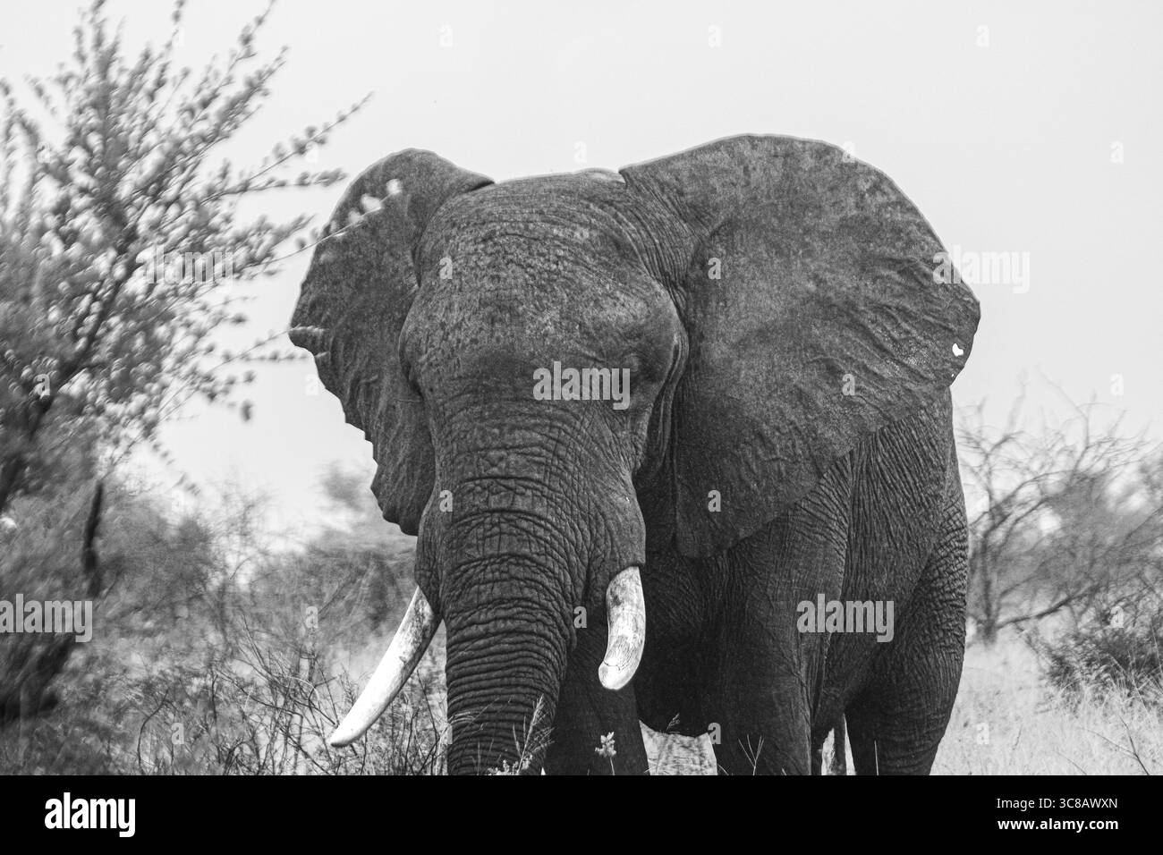 Elefante selvatico durante il safari in Sud Africa nel Kruger National Park Foto Stock