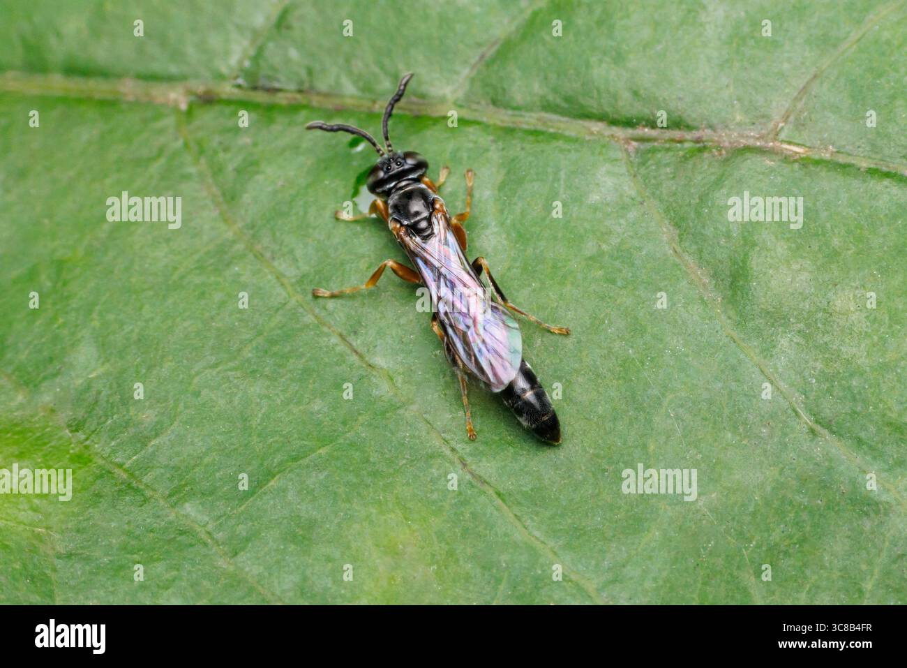 Vespa Crabronid (Trypoxylon sp.) Foto Stock