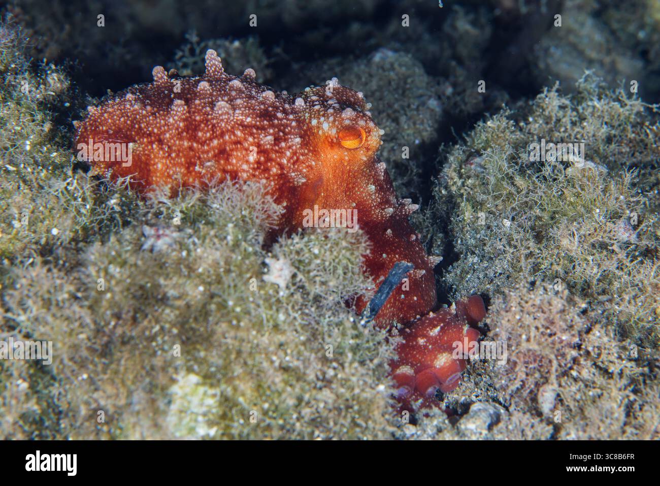Polpo Atlantico maculato di bianco Foto Stock