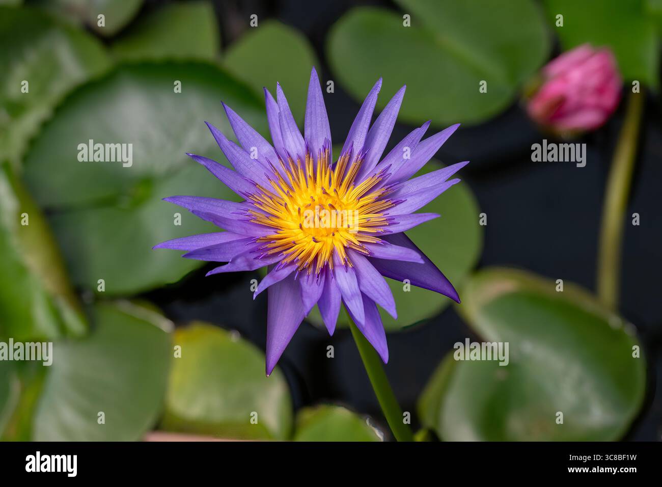 Nymphaea Rhonda Kay al Bennett's Water Gardens, Weymouth, Dorset, Inghilterra Foto Stock