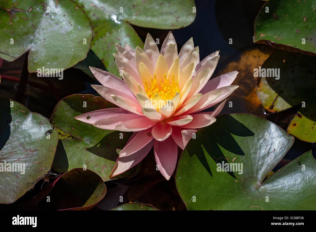 Nymphaea Sunny Pink al Bennett's Water Gardens, Weymouth, Dorset, Inghilterra Foto Stock