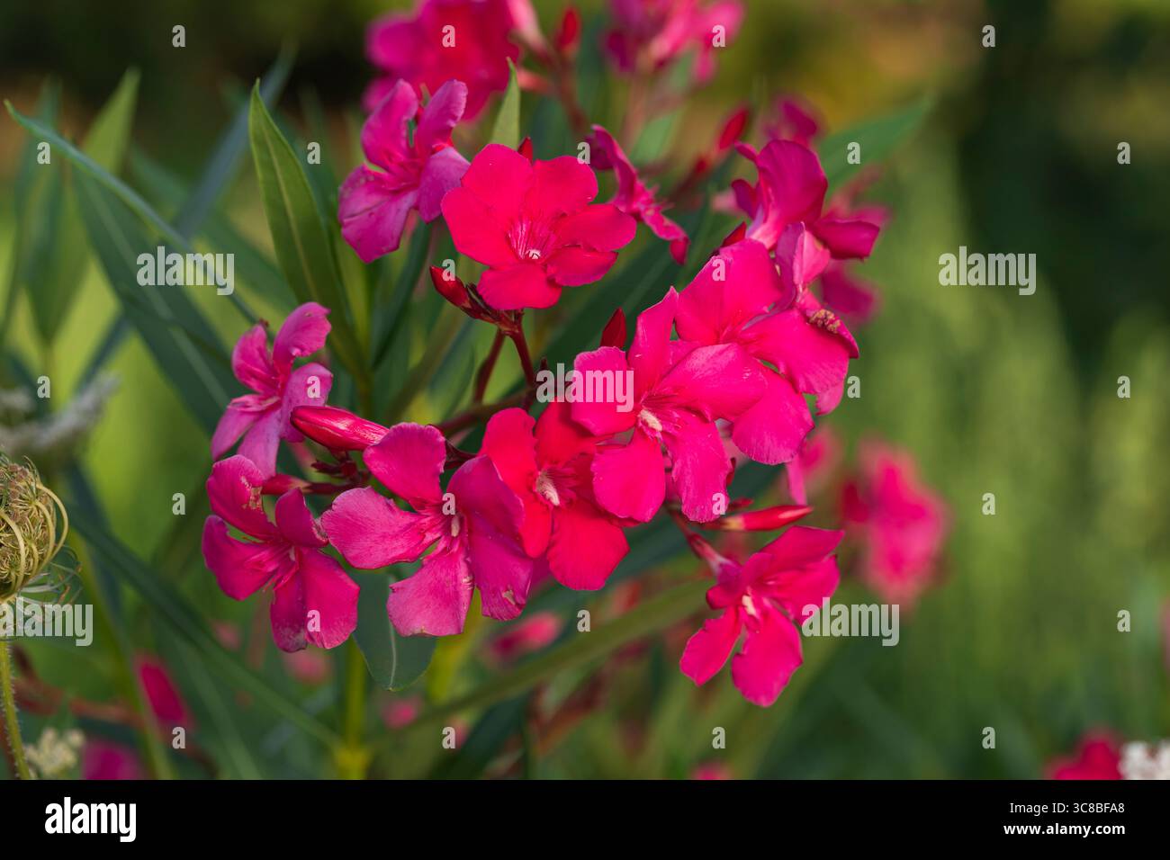 Fiori di oleandro rosa (Nerium oleander) in fiore con vegetazione verde in giardino, ideale per temi botanici, floreali e paesaggistici Foto Stock