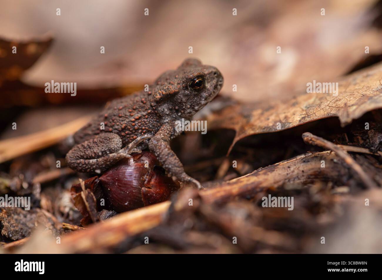 Piccolo rospo marrone mimetizzato sul fondo della foresta tra foglie e ramoscelli, foto macro dettagliate della fauna selvatica ideale per la natura e l'uso degli stock di conservazione Foto Stock