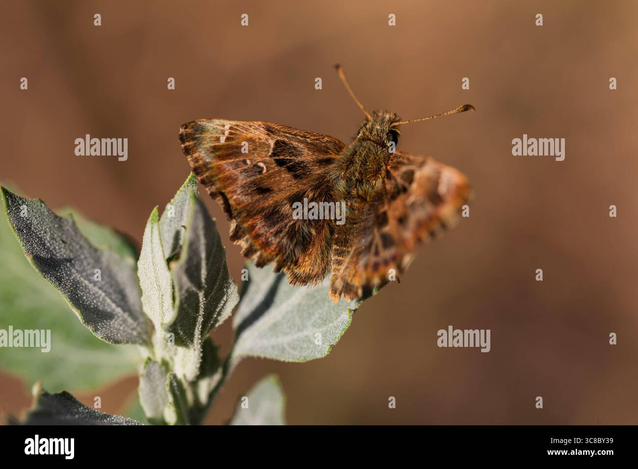 Foto macro di una farfalla marrone skipper appollaiata su una foglia verde, che mostra sottili dettagli alari in una calda luce del sole con uno sfondo leggermente sfocato. Foto Stock