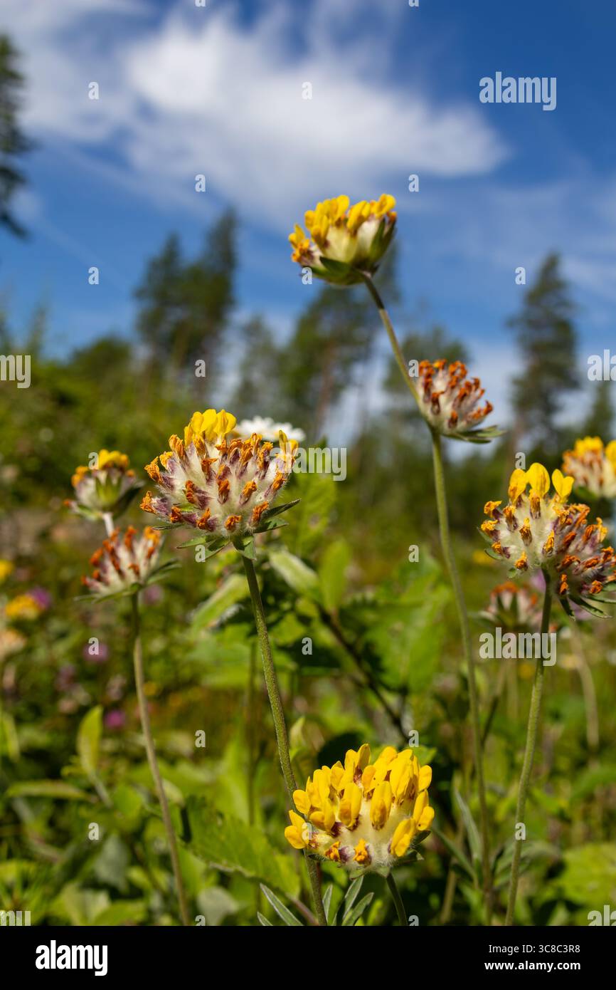 Veccia renale (Anthyllis vulneraria) che fiorisce su praterie asciutte: Teste di fiori gialle dalla forma caratteristica, catturate alla luce naturale. Foto Stock Veccia renale (Anthyllis vulneraria) che fiorisce su praterie asciutte: Teste di fiori gialle dalla forma caratteristica, catturate alla luce naturale. Foto Stock