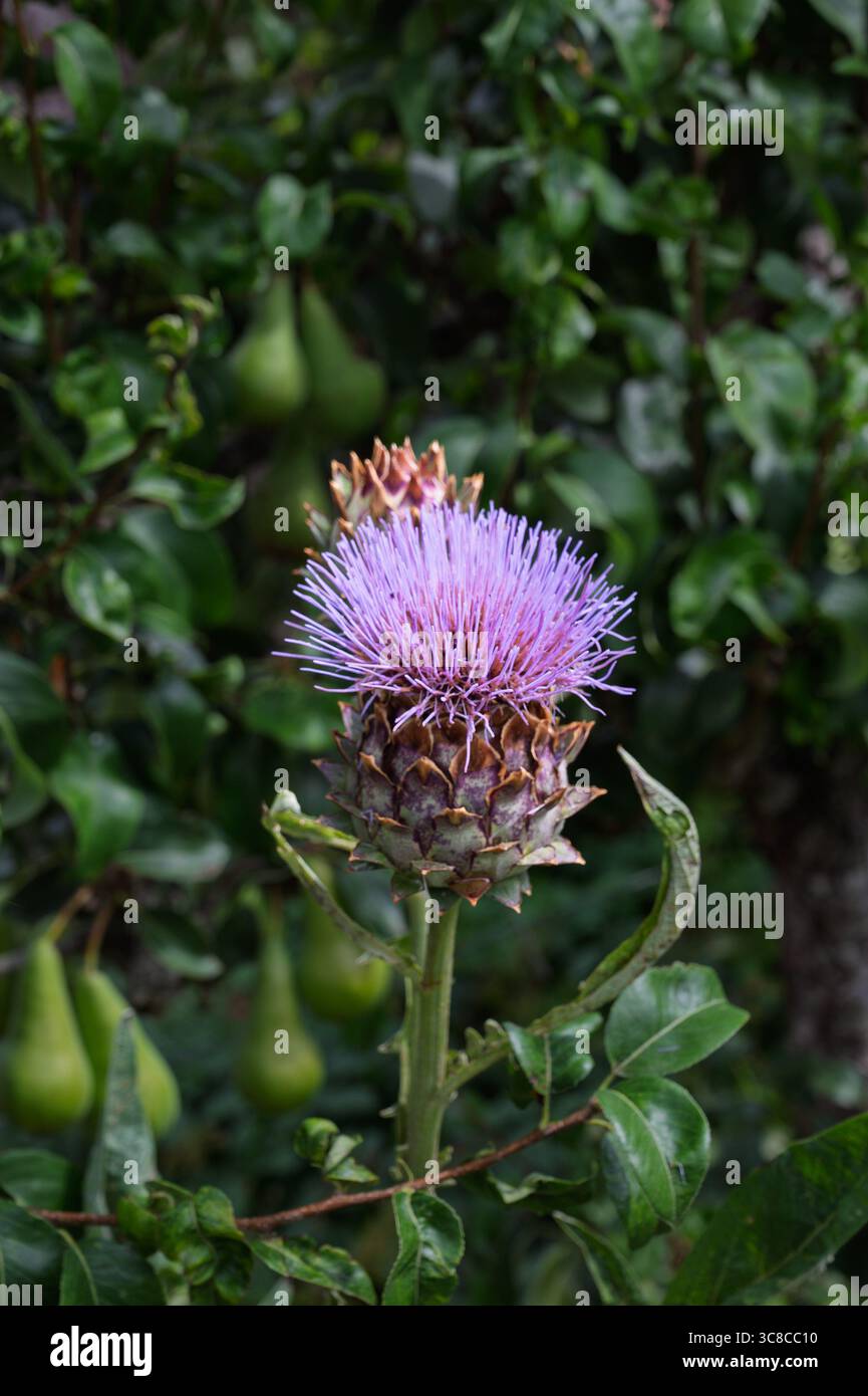 Fiore di carciofo rosa su sfondo sfocato che include pere Foto Stock