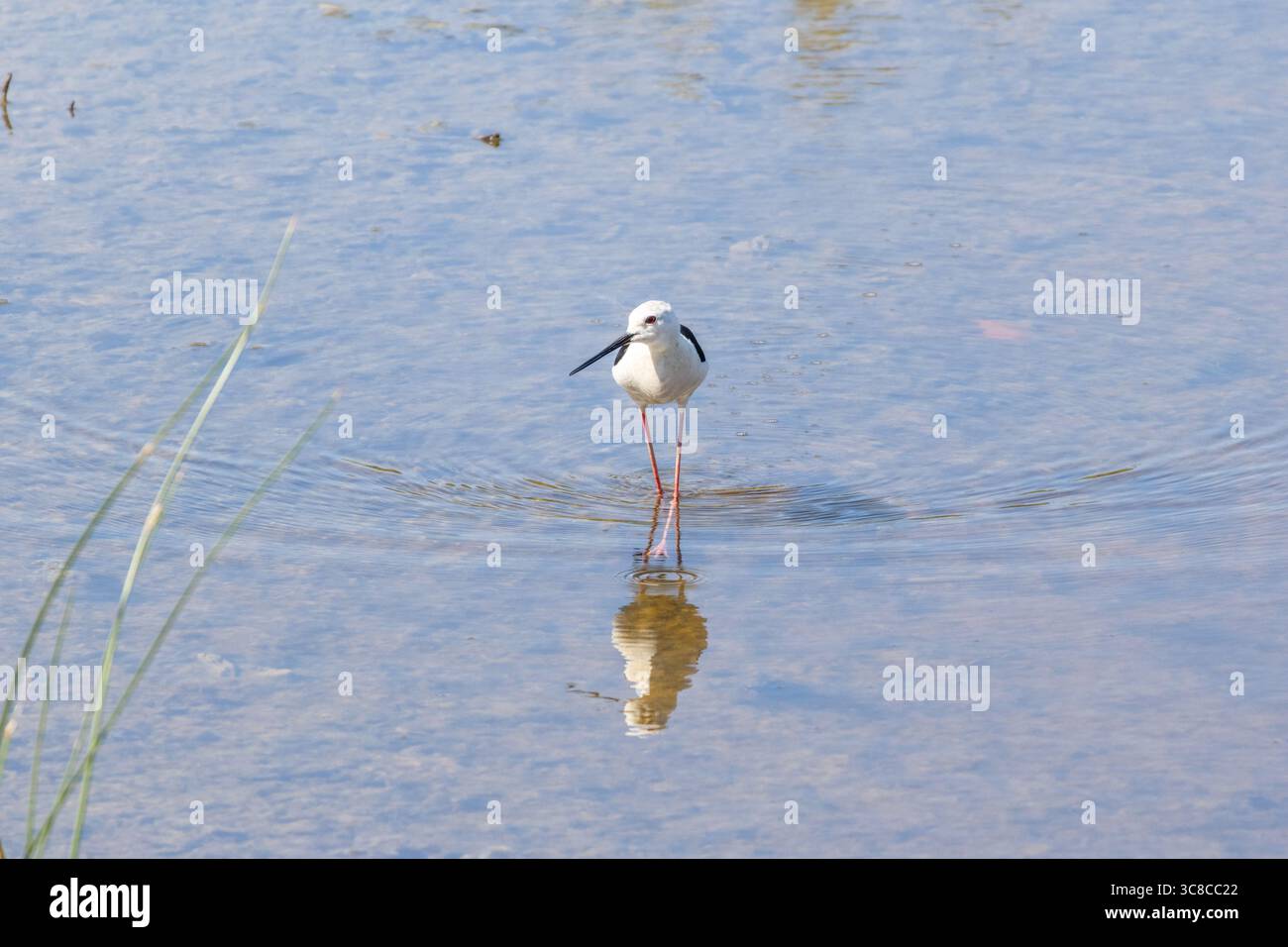 Trampolino alato nero con lunghe gambe rosa che si tuffano in acque poco profonde con riflessi Foto Stock