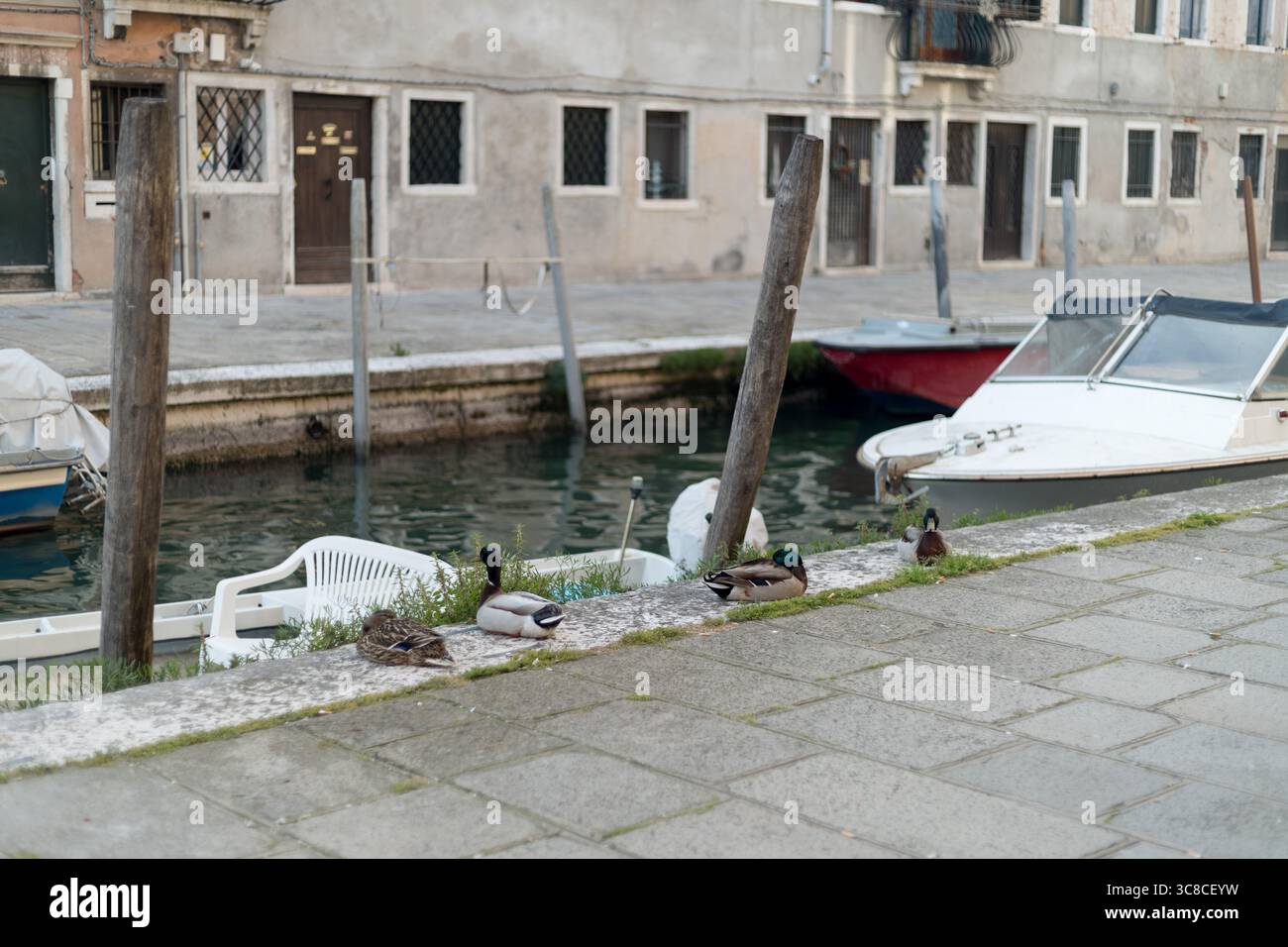 Anatre che riposano su un canale veneziano con barche Foto Stock