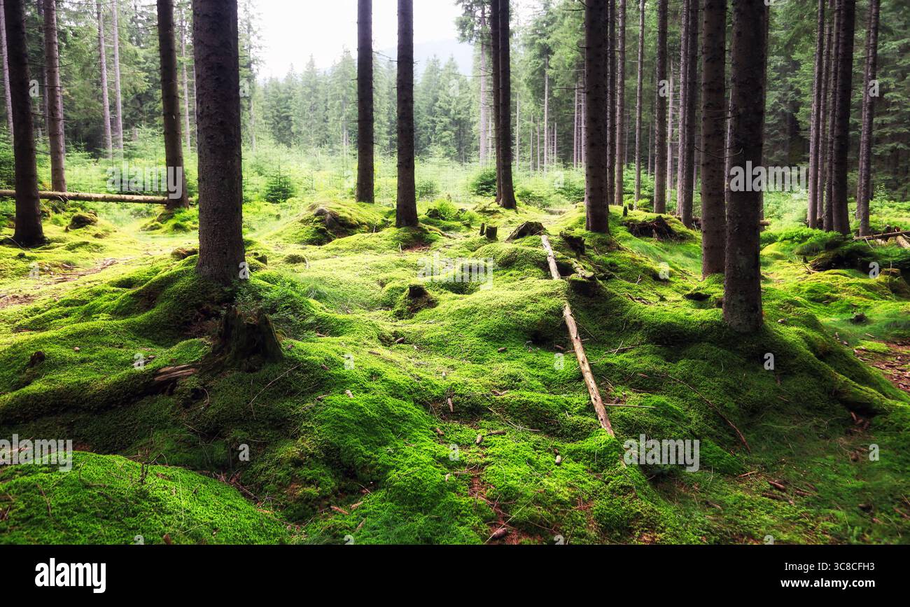 Magica foresta da favola. La foresta di conifere ricoperta di verde muschio. Atmosfera mistica. Foto Stock
