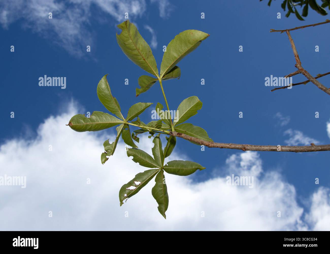 La foglia a cinque dita del Baobab si riflette nel suo nome scientifico digitata. Il Baobab entra in foglia alla fine della stagione secca Foto Stock