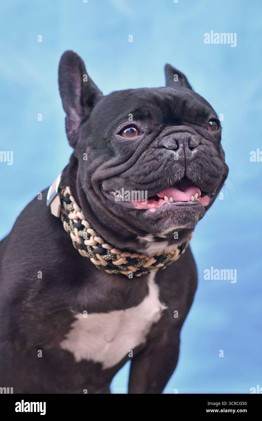 Bulldog francese nero con colletto in paracord intrecciato davanti allo sfondo blu Foto Stock Bulldog francese nero con colletto in paracord intrecciato davanti allo sfondo blu Foto Stock