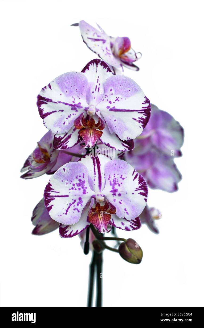 Primo piano di due fiori viola e bianchi colorati dell'orchidea "Phalaenopsis Magic Art" su sfondo bianco Foto Stock