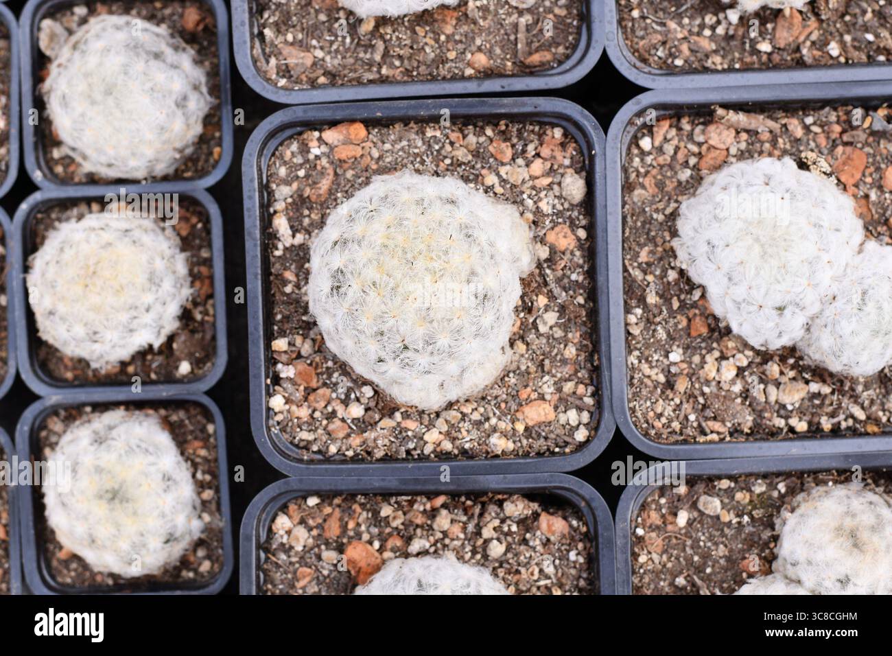Vista dall'alto di molte piccole piante di cactus in piuma "Mammillaria Plumosa" Foto Stock