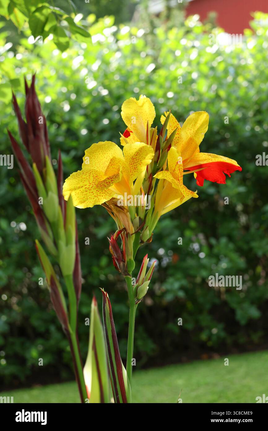 Splendido fiore di canna indica che fiorisce nel giardino estivo Foto Stock