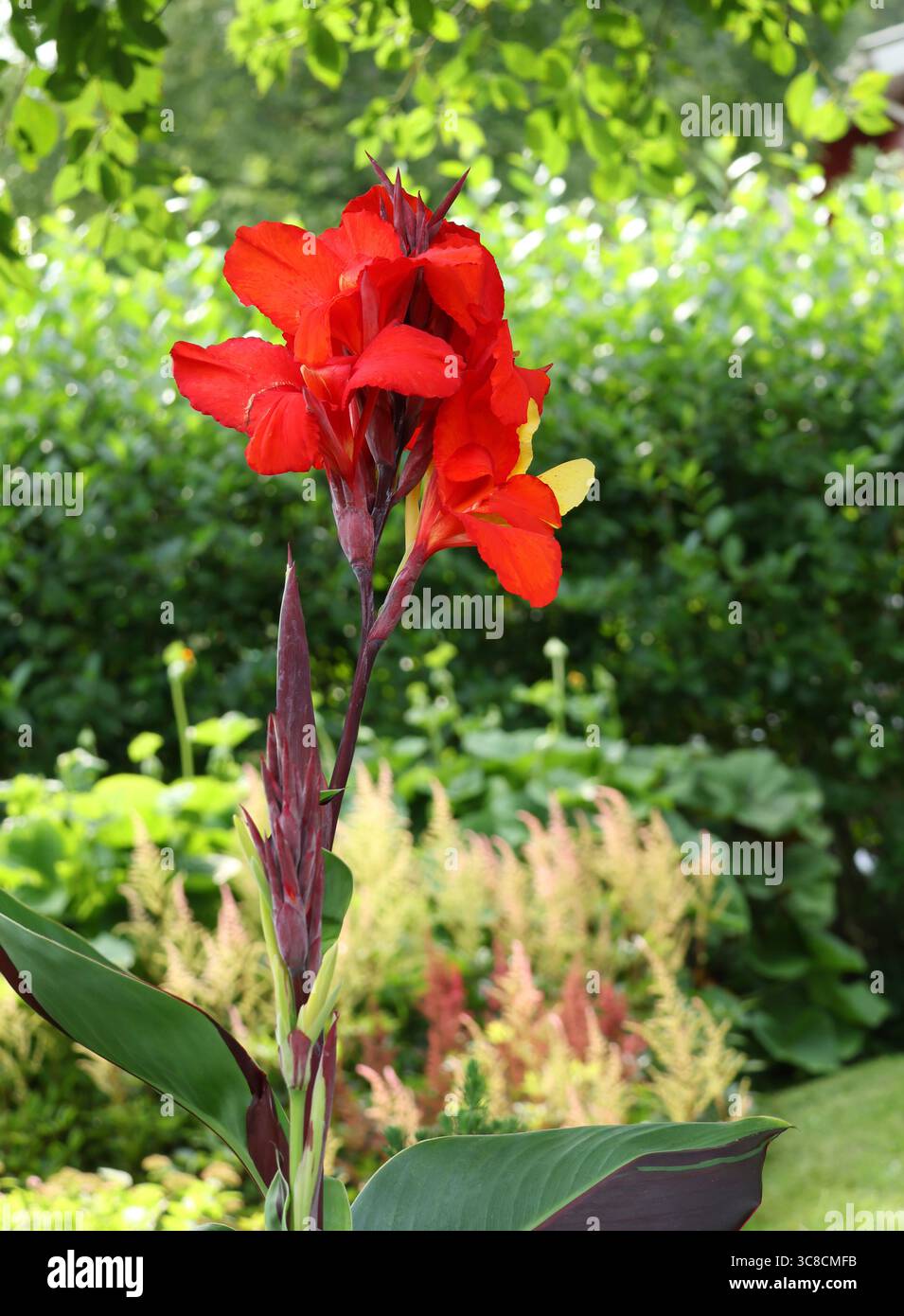 Splendido fiore rosso canna indica fiorito nel giardino estivo Foto Stock