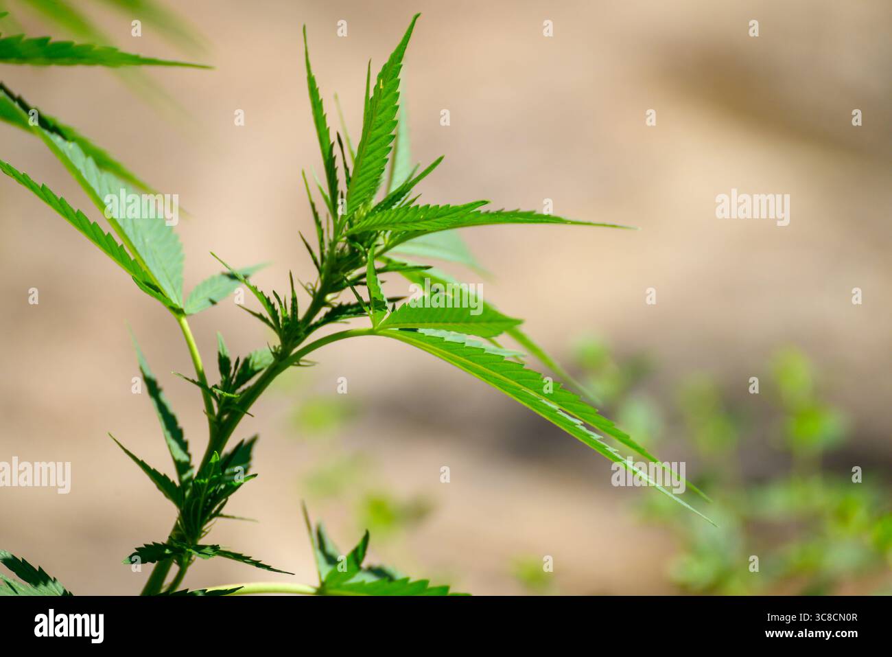 Pianta di marijuana che cresce all'aperto alla luce del sole coltivazione di canapa per uso medico o industriale Foto Stock