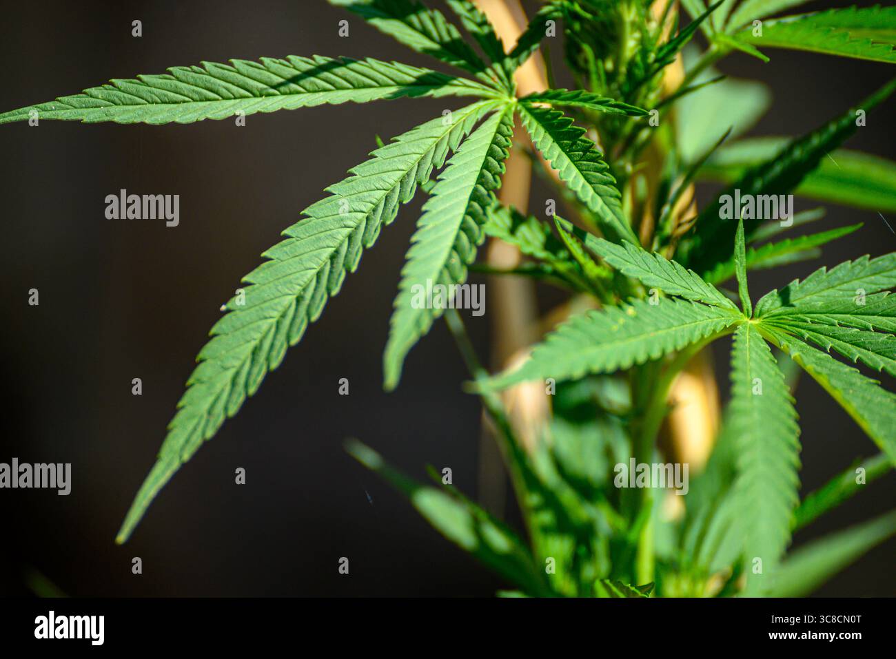 Primo piano della foglia verde di cannabis in una pianta coltivazione di canapa per uso medico o industriale Foto Stock