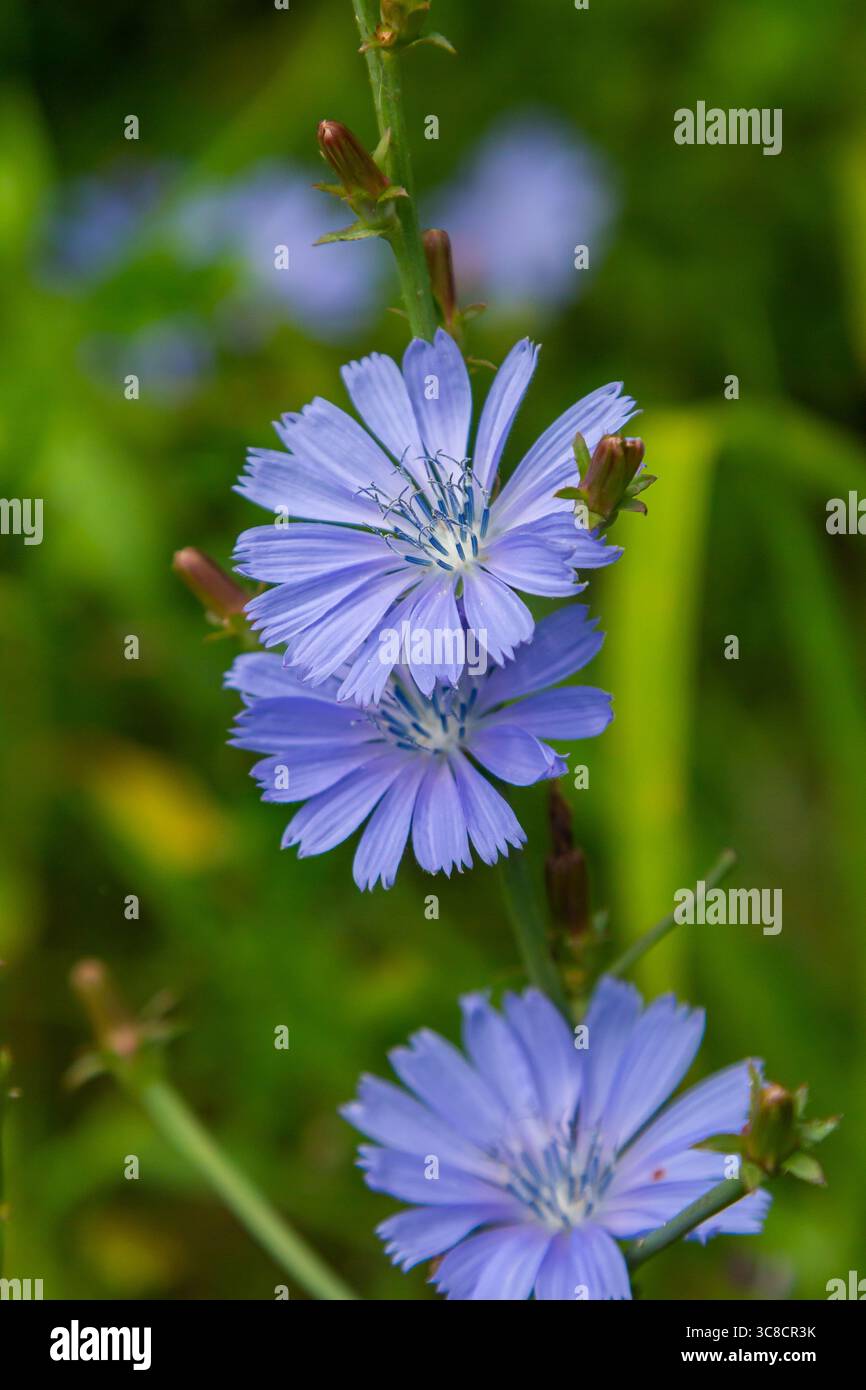 Bellissimi fiori di cicoria crescono sugli steli in natura. Campo di piante vegetali selvatiche. Sfondo naturale sfocato verde. Foto Stock