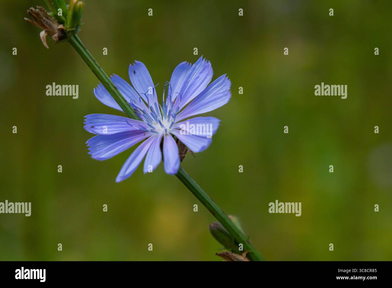 Bellissimi fiori di cicoria crescono sugli steli in natura. Campo di piante vegetali selvatiche. Sfondo naturale sfocato verde. Foto Stock