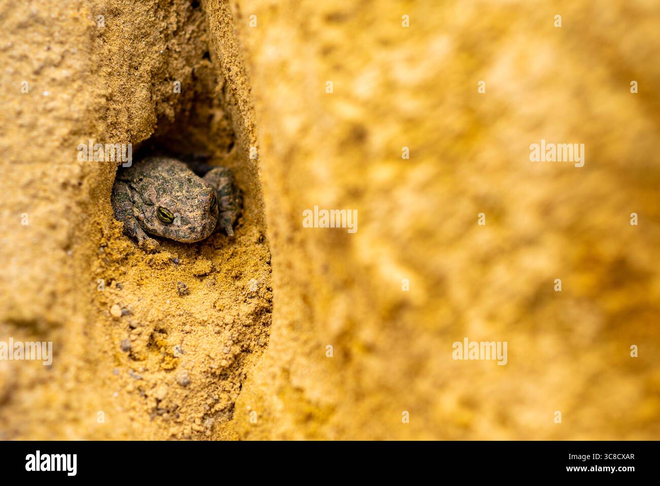 Rospo verde nascosto in una tana di sabbia gialla Foto Stock