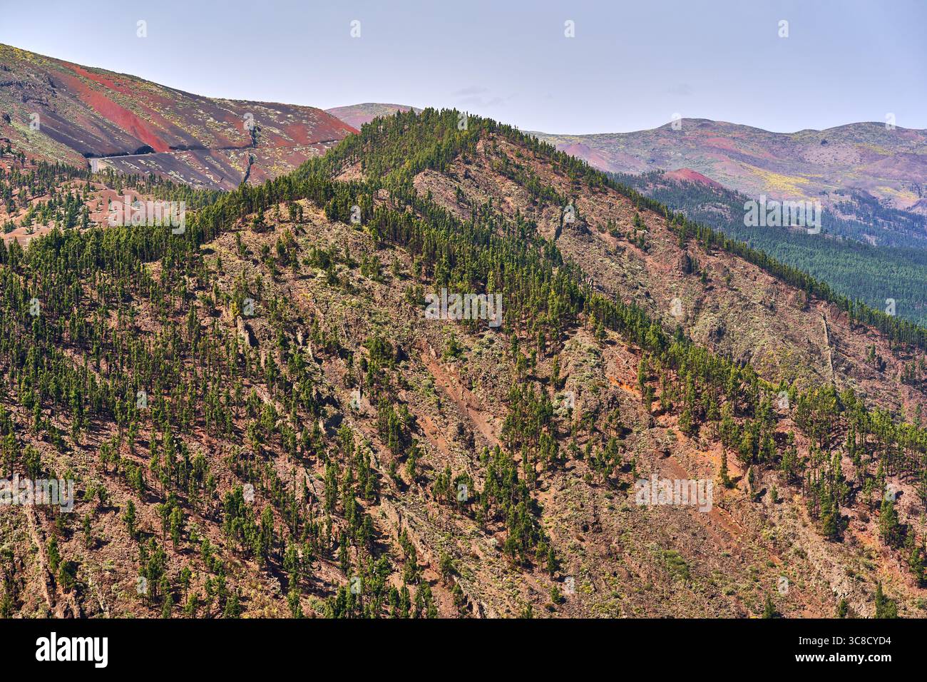 Colorate pendici vulcaniche con pini sparpagliati delle Canarie e superfici aspre nella regione montuosa di Tenerife Foto Stock