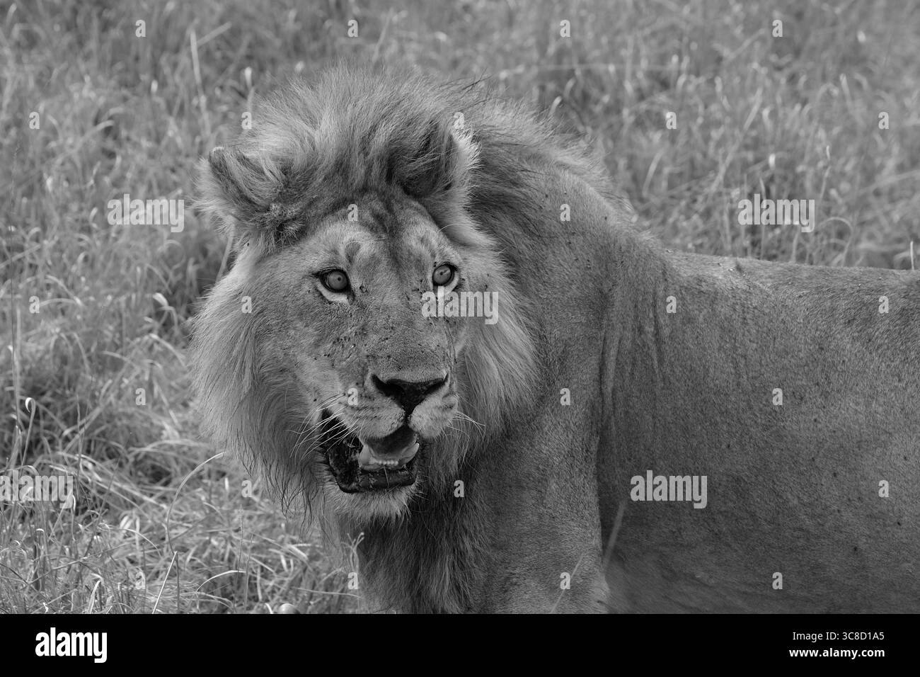 Lions in Kenya Foto Stock