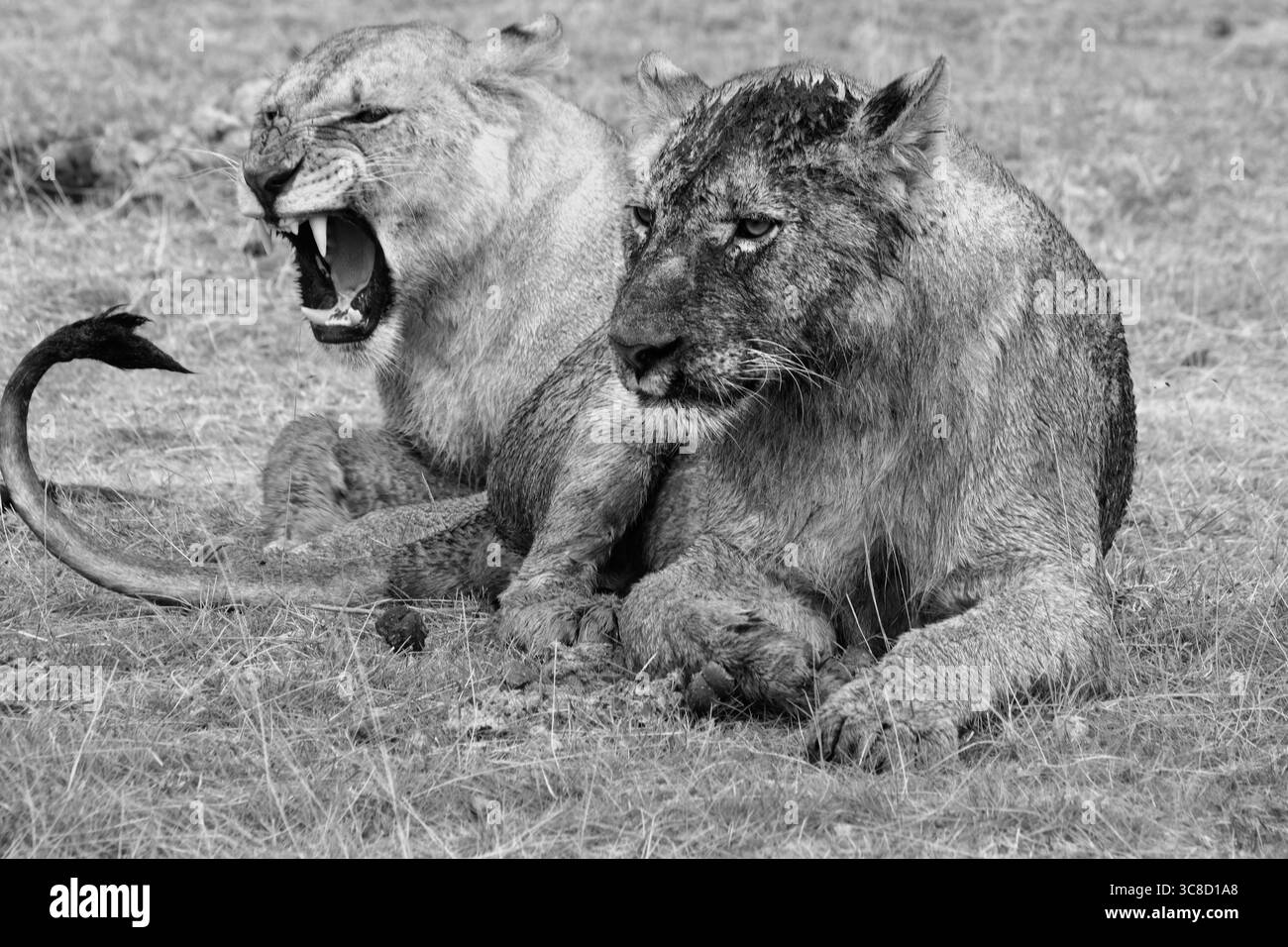 Lions in Kenya Foto Stock