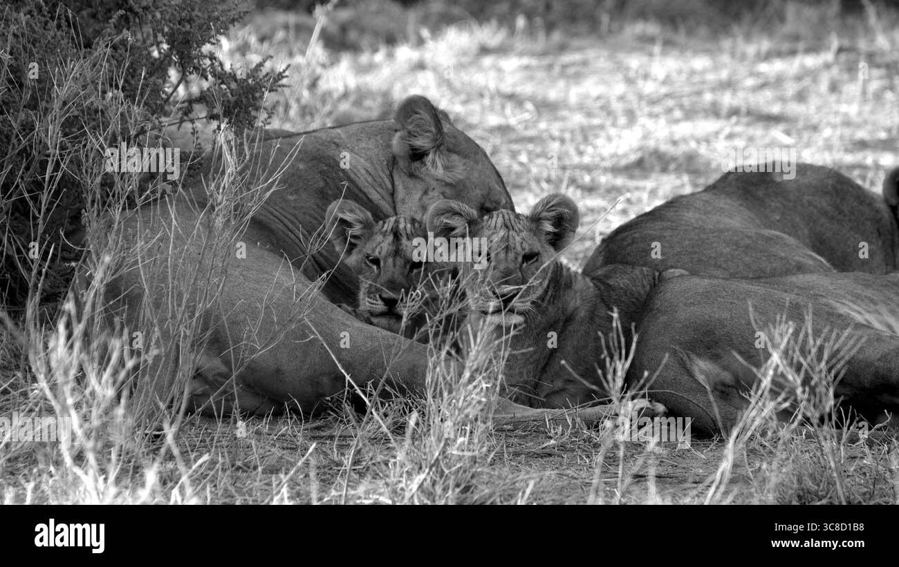 Lions in Kenya Foto Stock