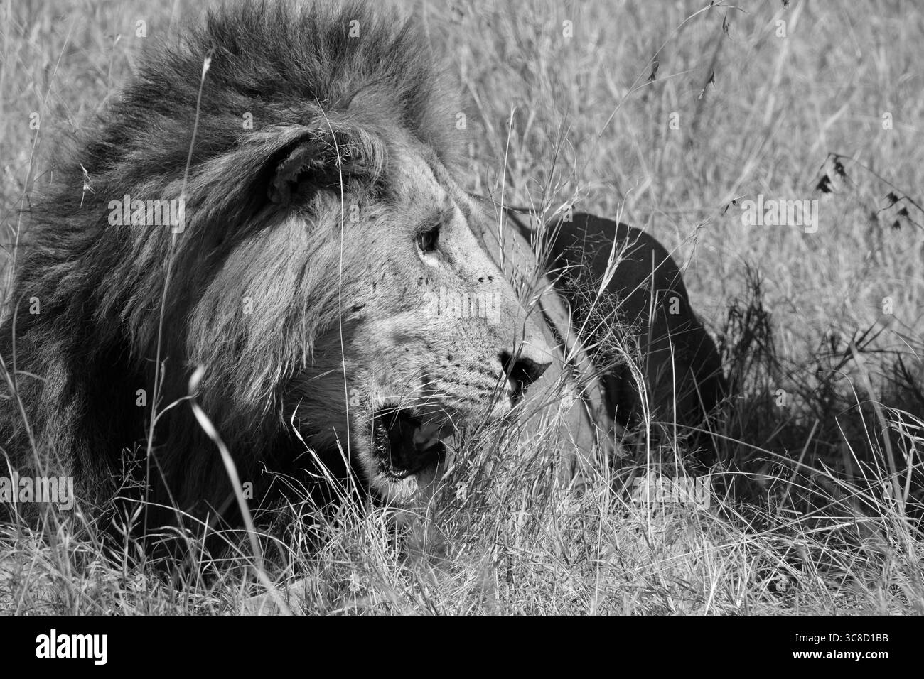 Lions in Kenya Foto Stock