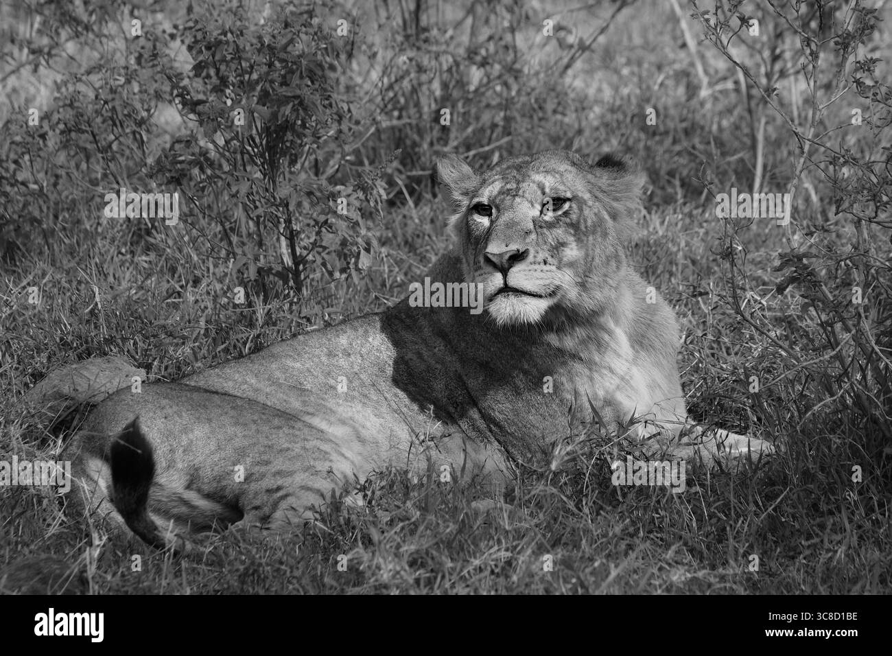 Lions in Kenya Foto Stock