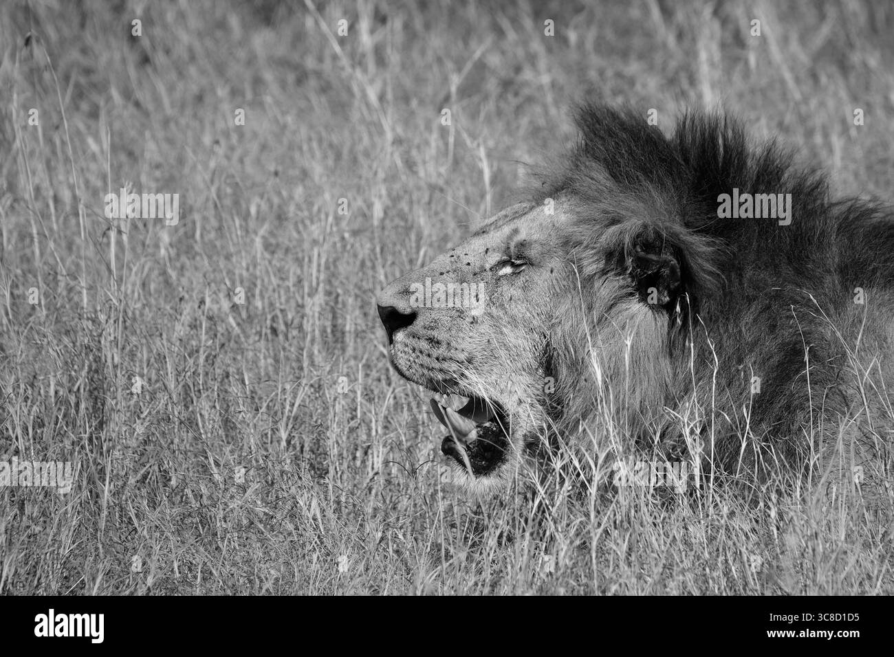 Lions in Kenya Foto Stock