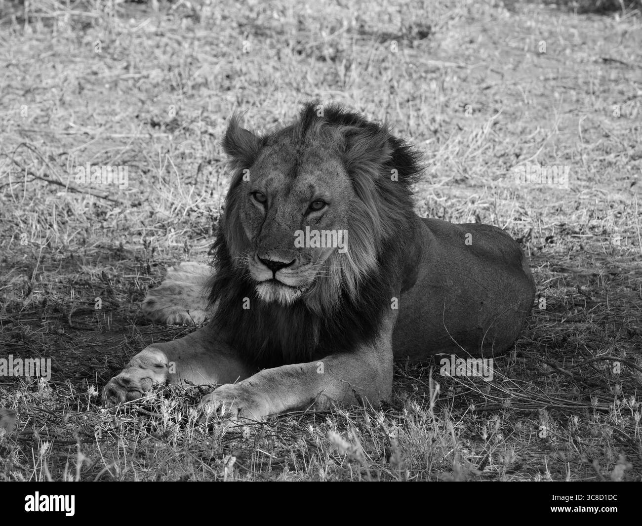 Lions in Kenya Foto Stock