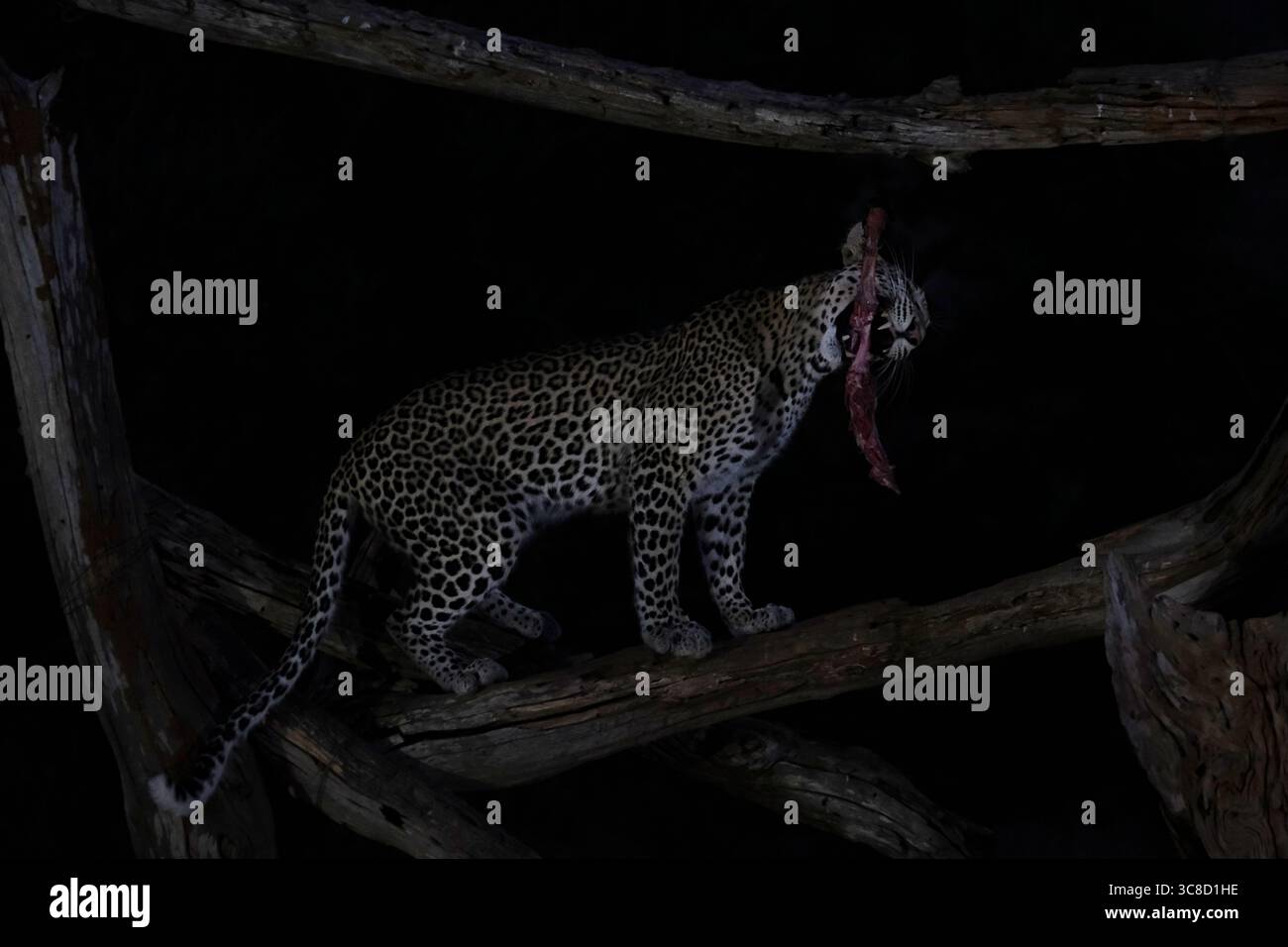 Leopard nel selvaggio Foto Stock