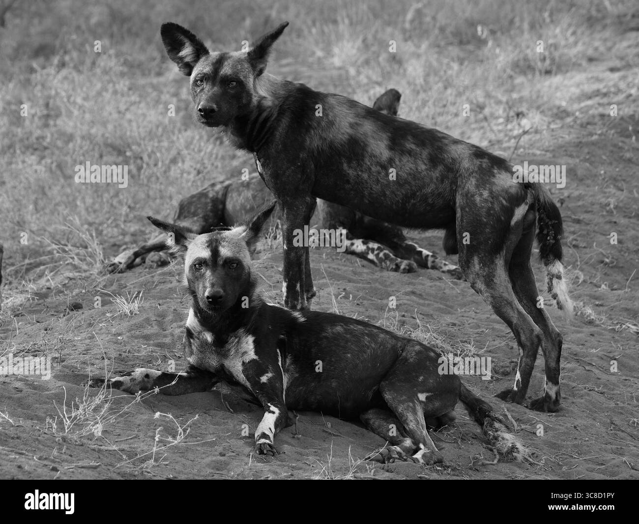 Cani selvatici nel Parco Nazionale dello Tsavo Foto Stock