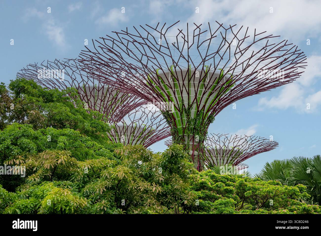 Supertrees in Gardens on the Bay, Singapore Foto Stock
