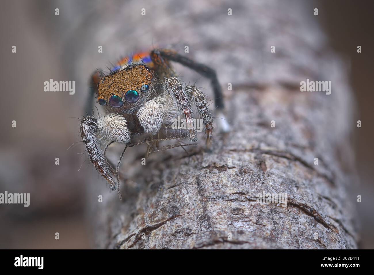 Un ragno Peacock maschile (Maratus clupeatus) che mostra i suoi colori vivaci blu e rosso. I ragni sviluppano questi olours nella loro muta finale. Foto Stock